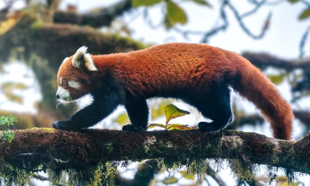 Local Initiatives in Red Panda Conservation: Focus on Habitat and Planting