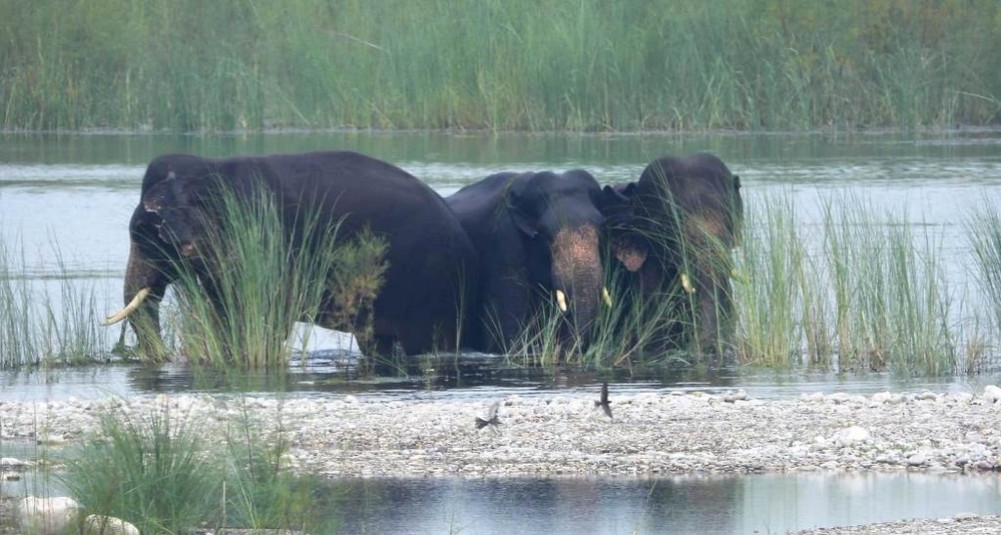 Elephants seen on the banks of Mahakali enter the park on the second day