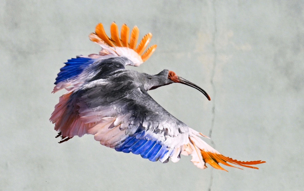 Rare 'ibises' released into natural habitat in Japan