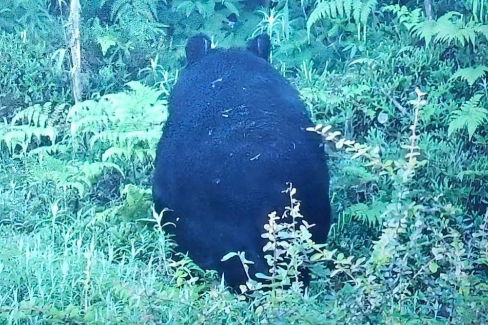 Endangered Himalayan black bear spotted in Ilam