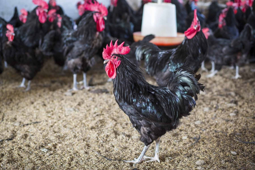 Bird flu spreading in Kathmandu Valley, infection also seen in local chickens