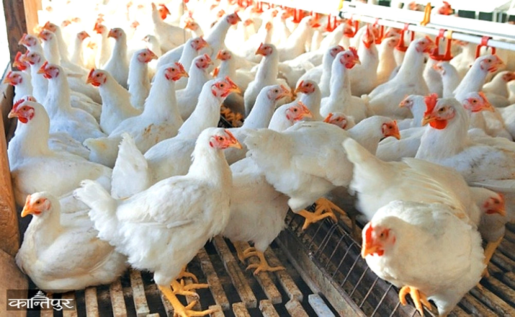 Bird flu detected in 23 farms in 4 districts, 113,000 birds destroyed