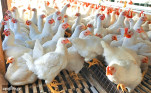 Bird flu outbreak in more than 50 places in the Valley, zoos closed