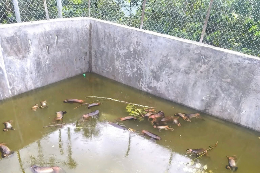 27 monkeys die after drowning in a tank
