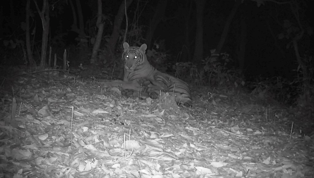 Tigers found in Palpa and Arghakhanchi