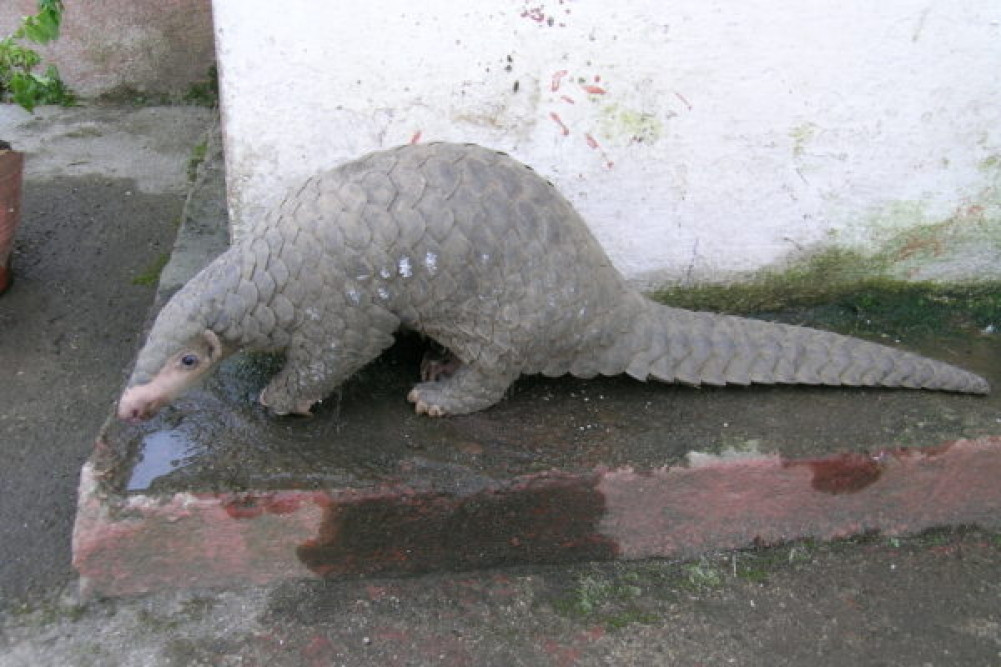 Endangered black lizard found in Khotang