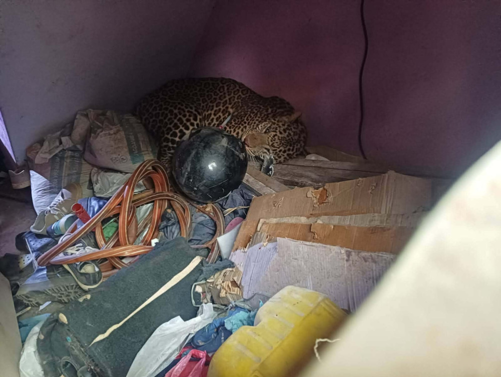 Rescue of leopard that entered house