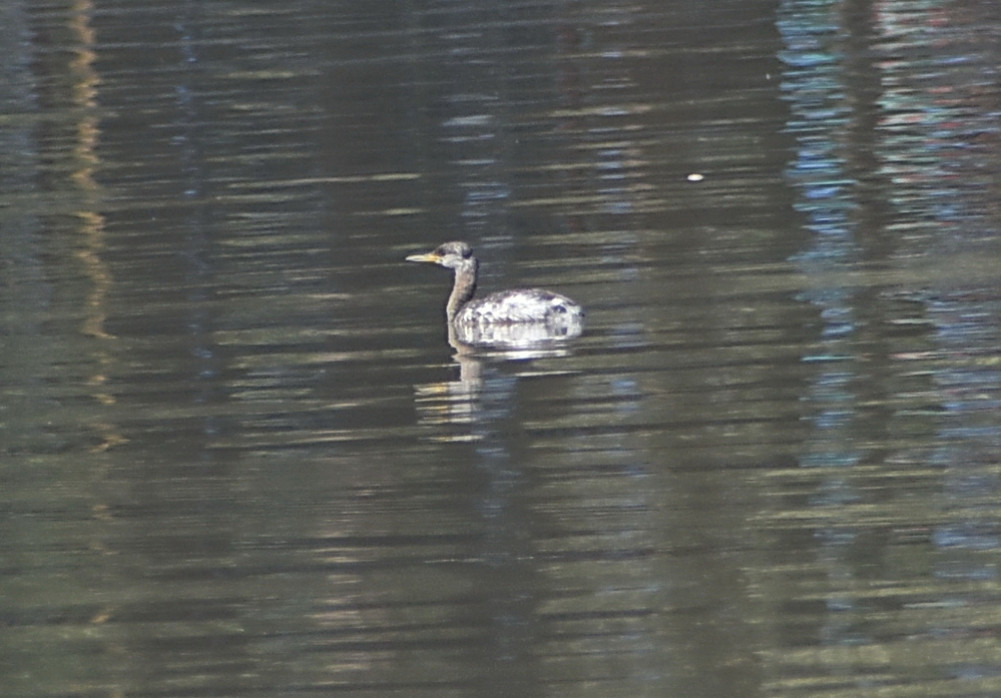 Red-throated diver found in Nepal