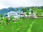 Tea industry reopens, exports in limbo