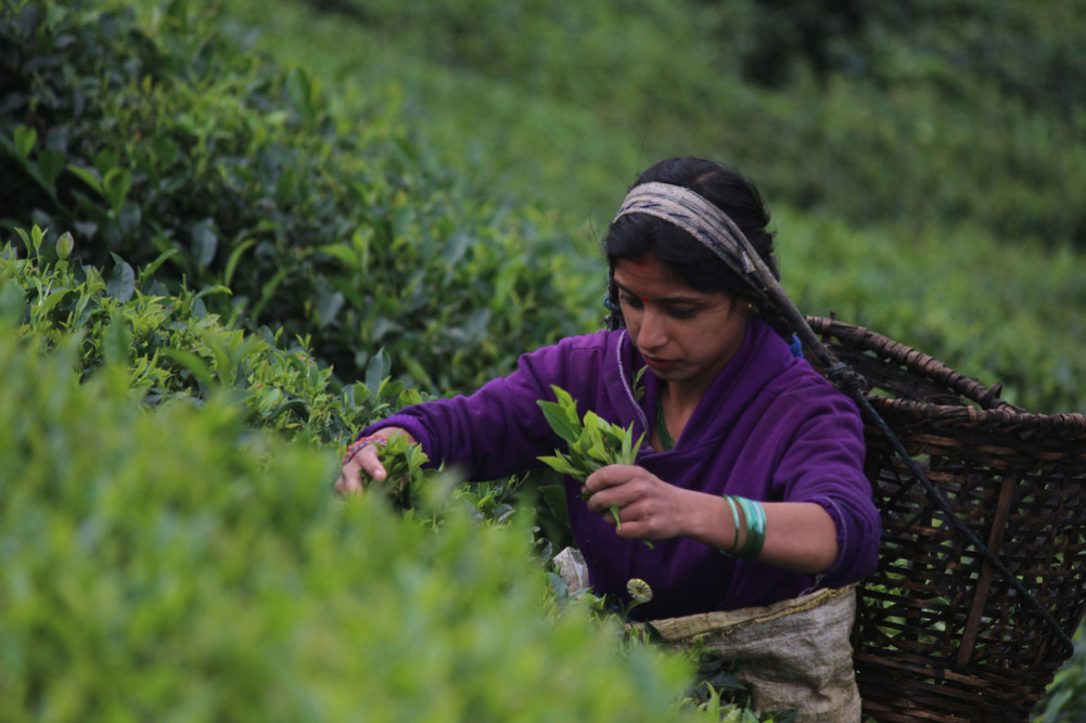 20 percent mandatory testing on Nepali tea remains in place, industries begin to reopen after Prime Minister's assurance