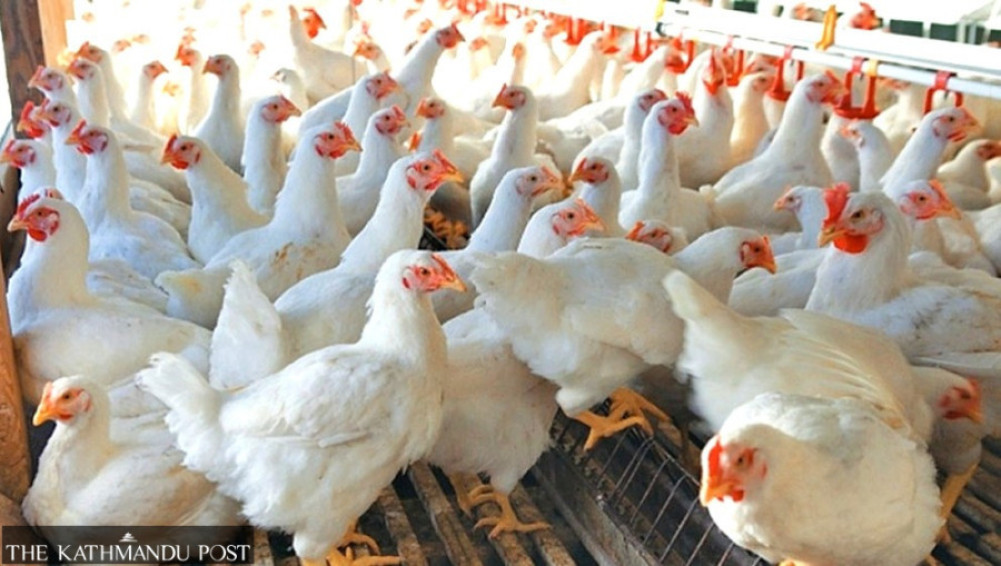Worker shortage delays culling of chickens at bird flu-affected farms in the Valley