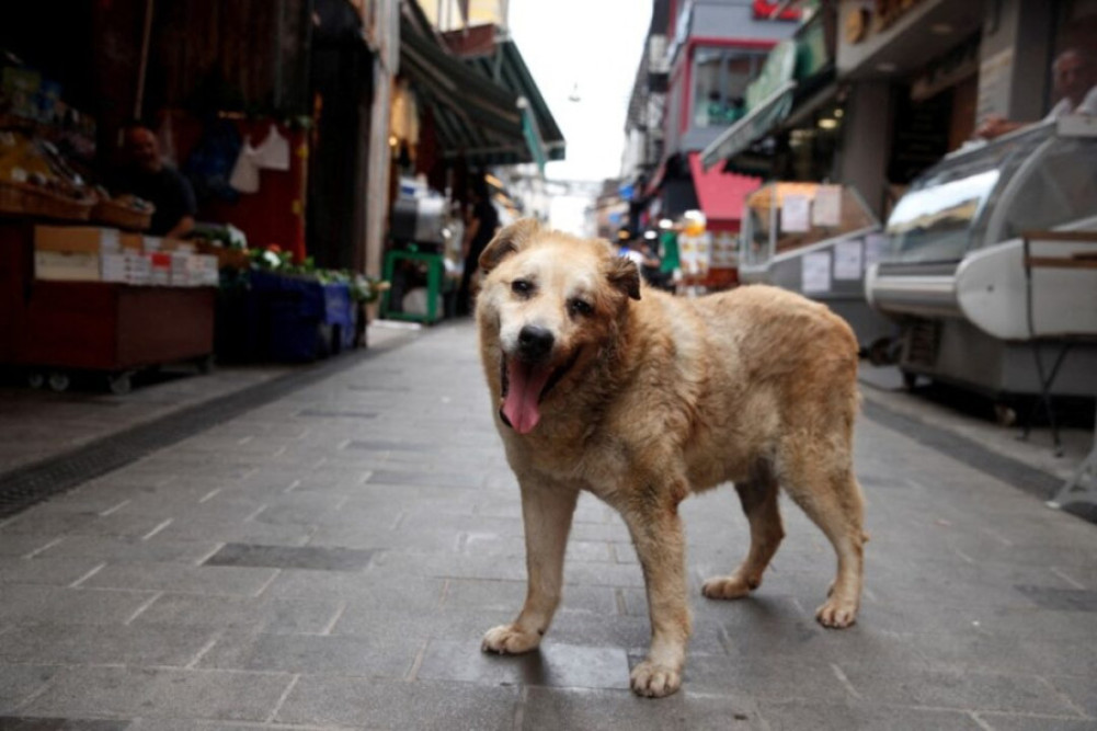 Rabies vaccine shortage nationwide, patient who came to Kathmandu for treatment dies in Teku