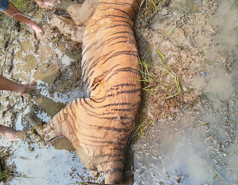 Tiger dies after falling into a trap in Bardiya, incident under investigation