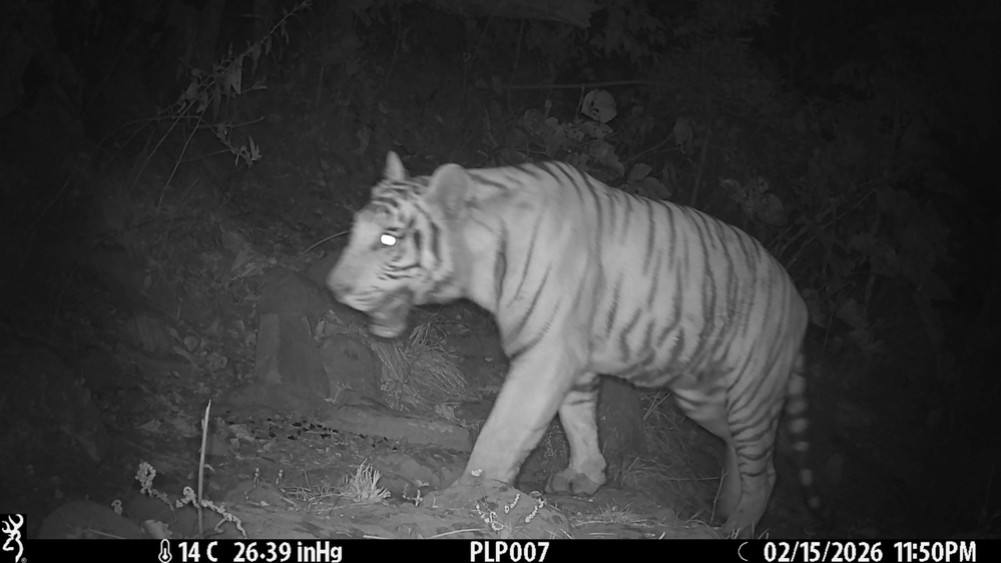 A leopard tiger was spotted at an altitude of 1,110 meters in Palpa.
