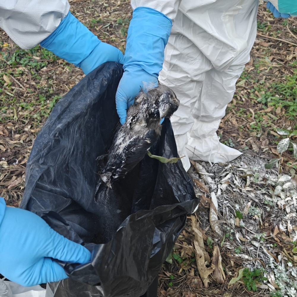 Bird flu confirmed in crow found dead in Kirtipur